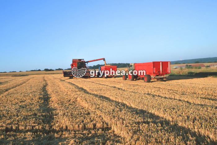 Moisson du blé - gryphea.com